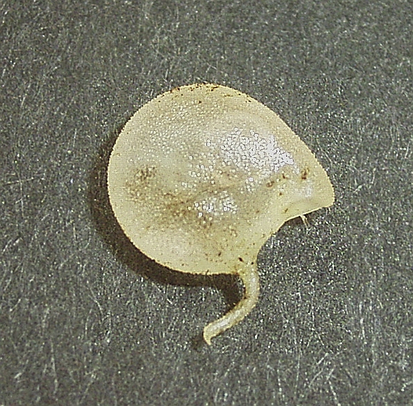 Utricularia humboldtii: Trap Utricularia humboldtii