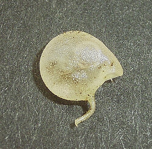 Utricularia humboldtii: Trap Utricularia humboldtii