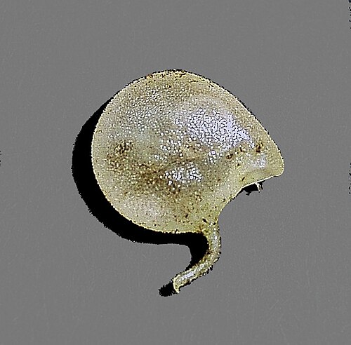 Utricularia humboldtii (Utricularia humboldtii)