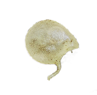 Utricularia humboldtii: Image:UtriculariaHamiltoniiTrap.jpg without background