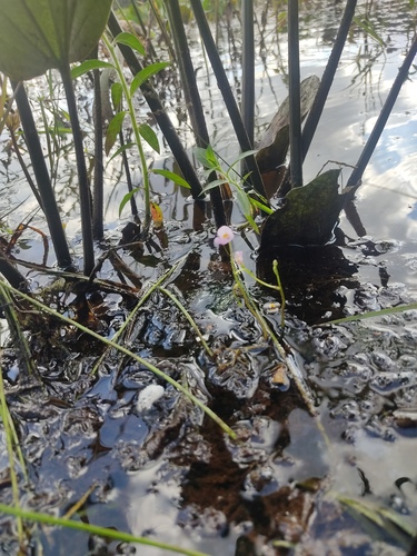 Utricularia hydrocarpa (Utricularia hydrocarpa)