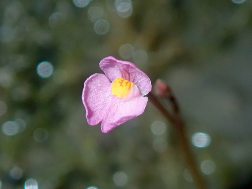 Utricularia hydrocarpa (Utricularia hydrocarpa)