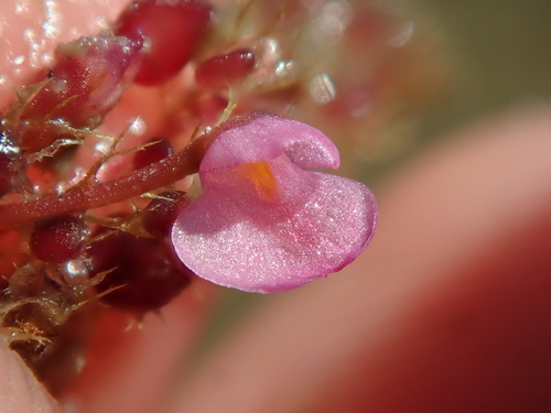 Utricularia hydrocarpa (Utricularia hydrocarpa)