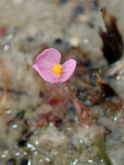 Utricularia hydrocarpa (Utricularia hydrocarpa)