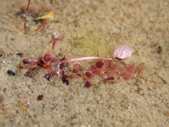 Utricularia hydrocarpa (Utricularia hydrocarpa)