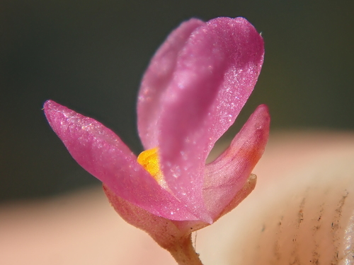 Utricularia hydrocarpa (Utricularia hydrocarpa)