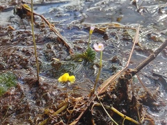 Utricularia hydrocarpa (Utricularia hydrocarpa)