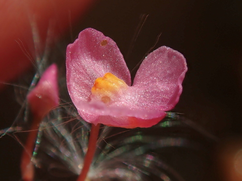 Utricularia hydrocarpa (Utricularia hydrocarpa)
