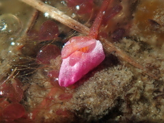 Utricularia hydrocarpa (Utricularia hydrocarpa)