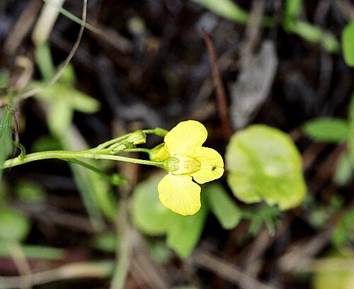 Swollen bladderwort: Floating bladderwort, Faulkner Park, Lindale, Smith County May 2006