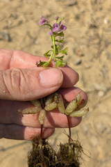 Utricularia inflexa (Utricularia inflexa)
