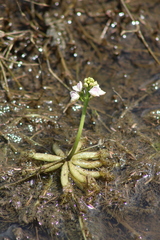 Utricularia inflexa (Utricularia inflexa)