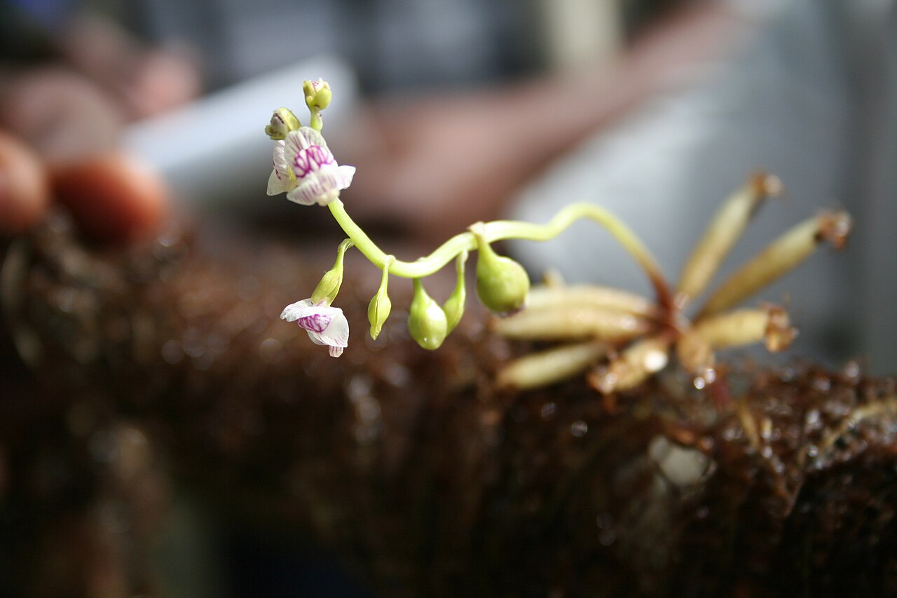 Utricularia inflexa: Utricularia inflexa , near Bama, SW Burkina Faso