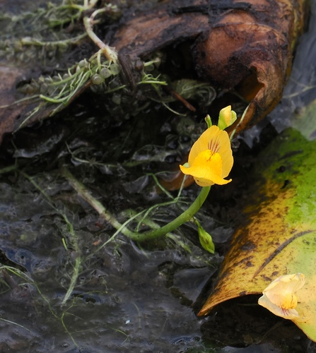 Utricularia inflexa (Utricularia inflexa)