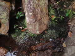 Utricularia involvens (Utricularia involvens)