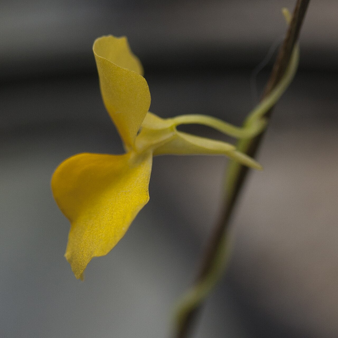 Utricularia involvens: Utricularia involvens - flower - cultivated; date:27 November 2020; photo ID: 20201127_004736