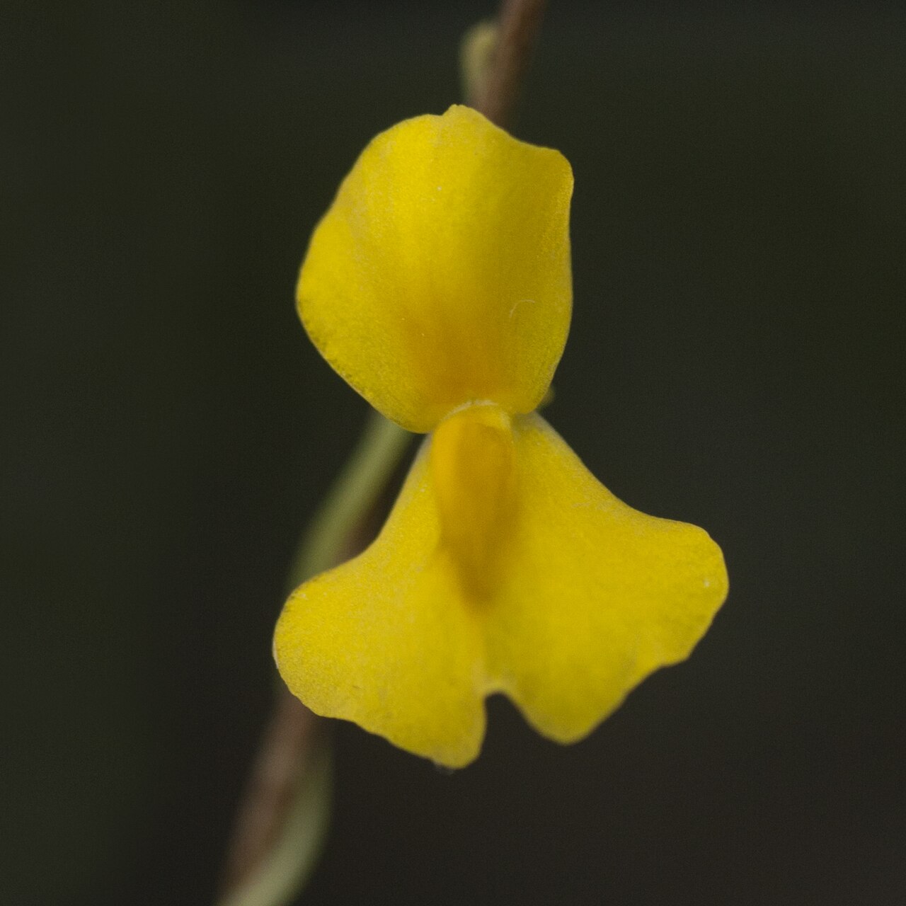 Utricularia involvens: Utricularia involvens - flower - cultivated; date:27 November 2020; photo ID: 20201127_004727