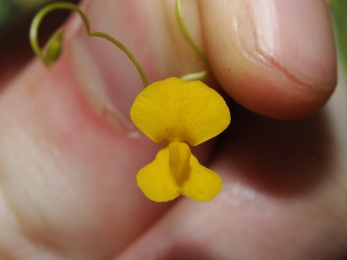 Utricularia involvens (Utricularia involvens)