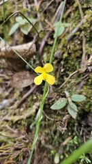 Utricularia involvens (Utricularia involvens)