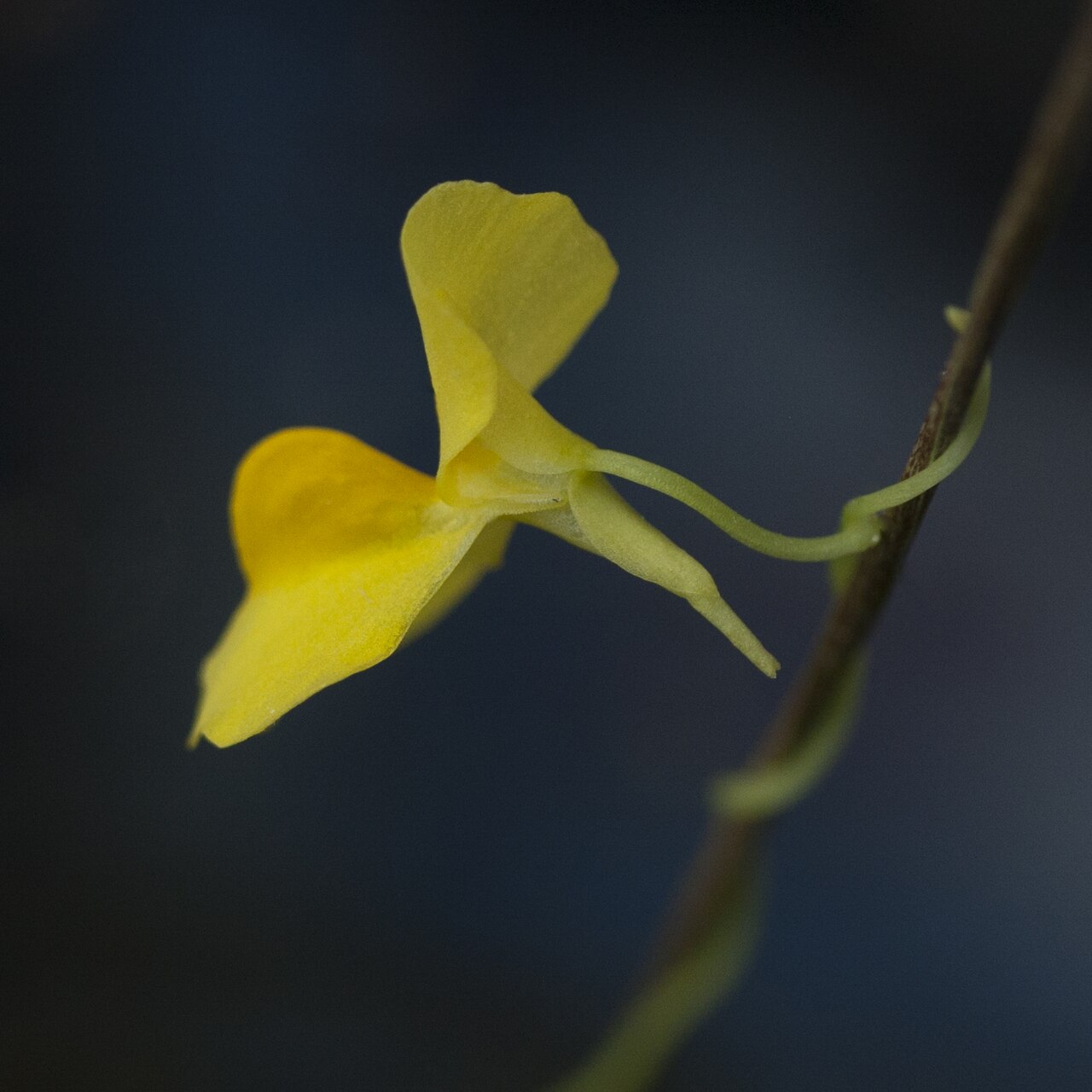 Utricularia involvens: Utricularia involvens - flower - cultivated; date:27 November 2020; photo ID: 20201127_004745
