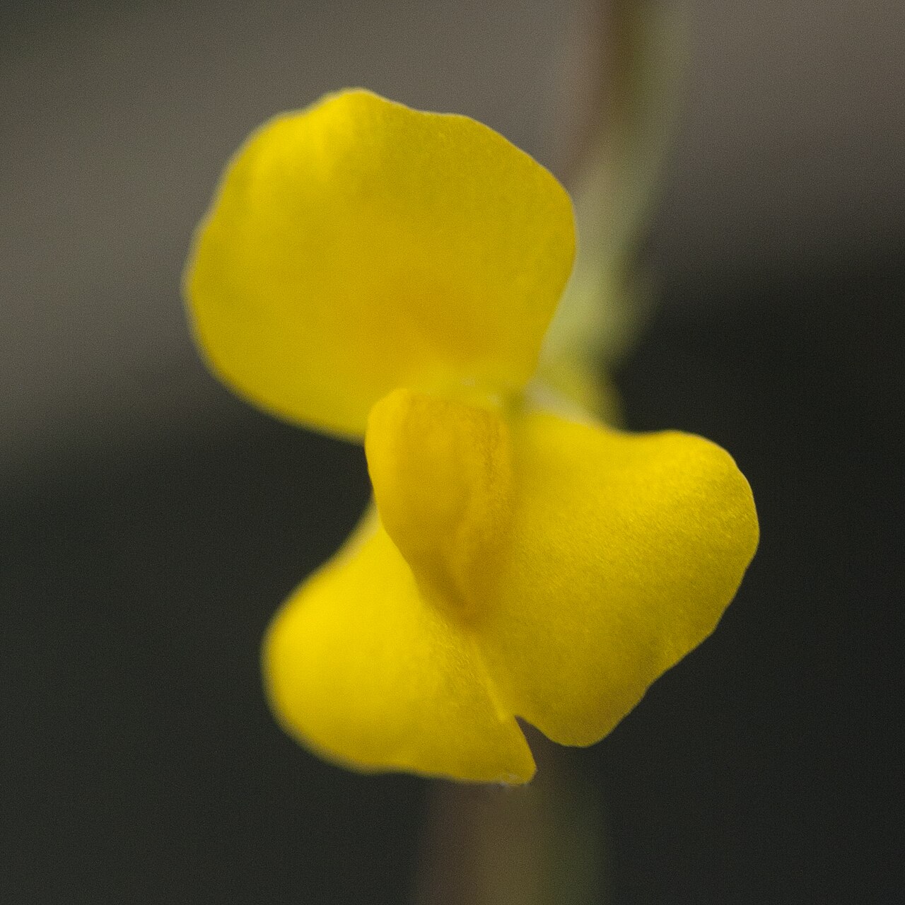 Utricularia involvens: Utricularia involvens - flower - cultivated; date:23 November 2020; photo ID: 20201123_004507