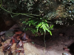 Utricularia involvens (Utricularia involvens)
