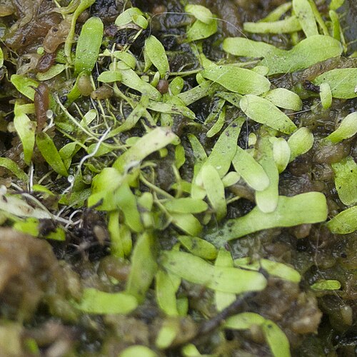Utricularia involvens: Utricularia involvens - flower - cultivated; date:27 November 2020; photo ID: 20201127_004757