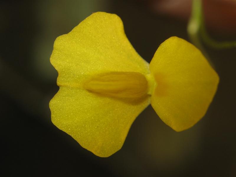Utricularia involvens: Utricularia Involvens