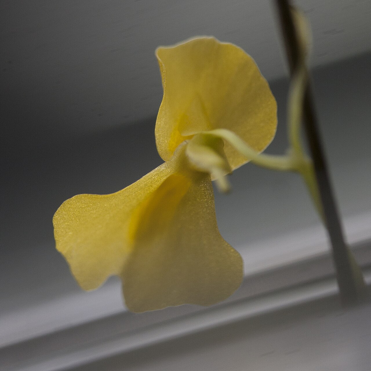 Utricularia involvens: Utricularia involvens - flower - cultivated; date:27 November 2020; photo ID: 20201127_004739