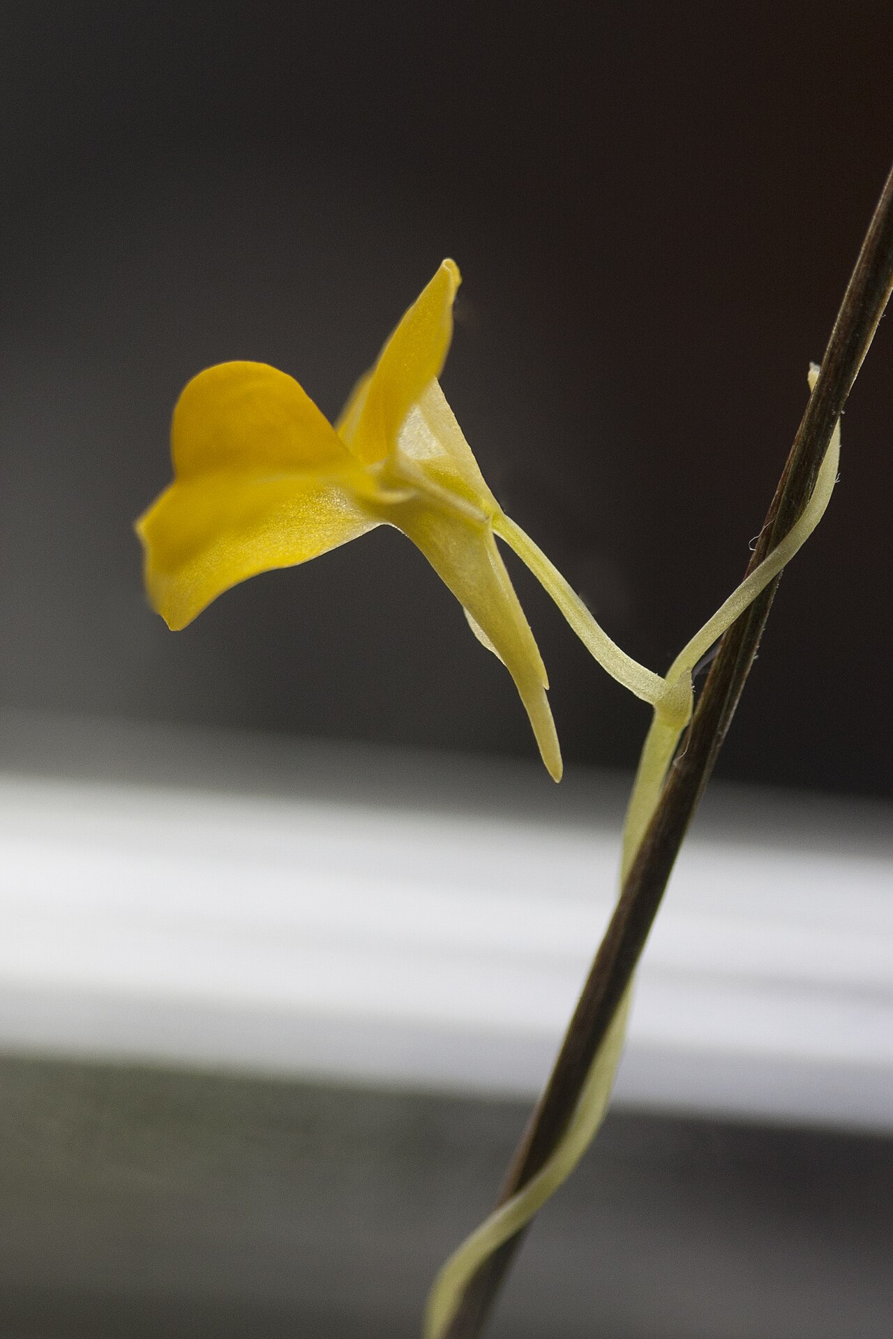 Utricularia involvens: Utricularia involvens - flower - cultivated; date:23 November 2020; photo ID: 20201123_004511