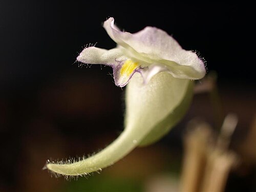 Utricularia jamesoniana: Utricularia jamesoniana