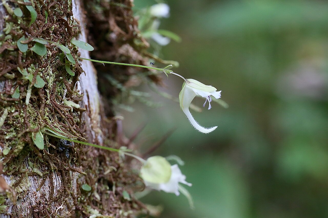 Utricularia jamesoniana: Utricularia jamesoniana, Puyo, Pastaza Province, Ecuador