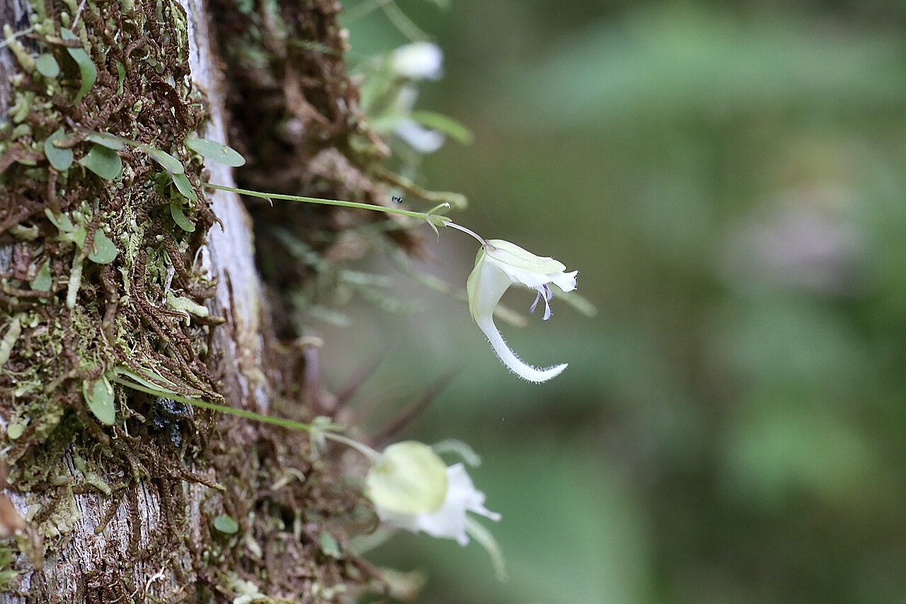 Utricularia jamesoniana: Jardín Botánico Las Orquídeas, Puyo, Pastaza, Ecuador