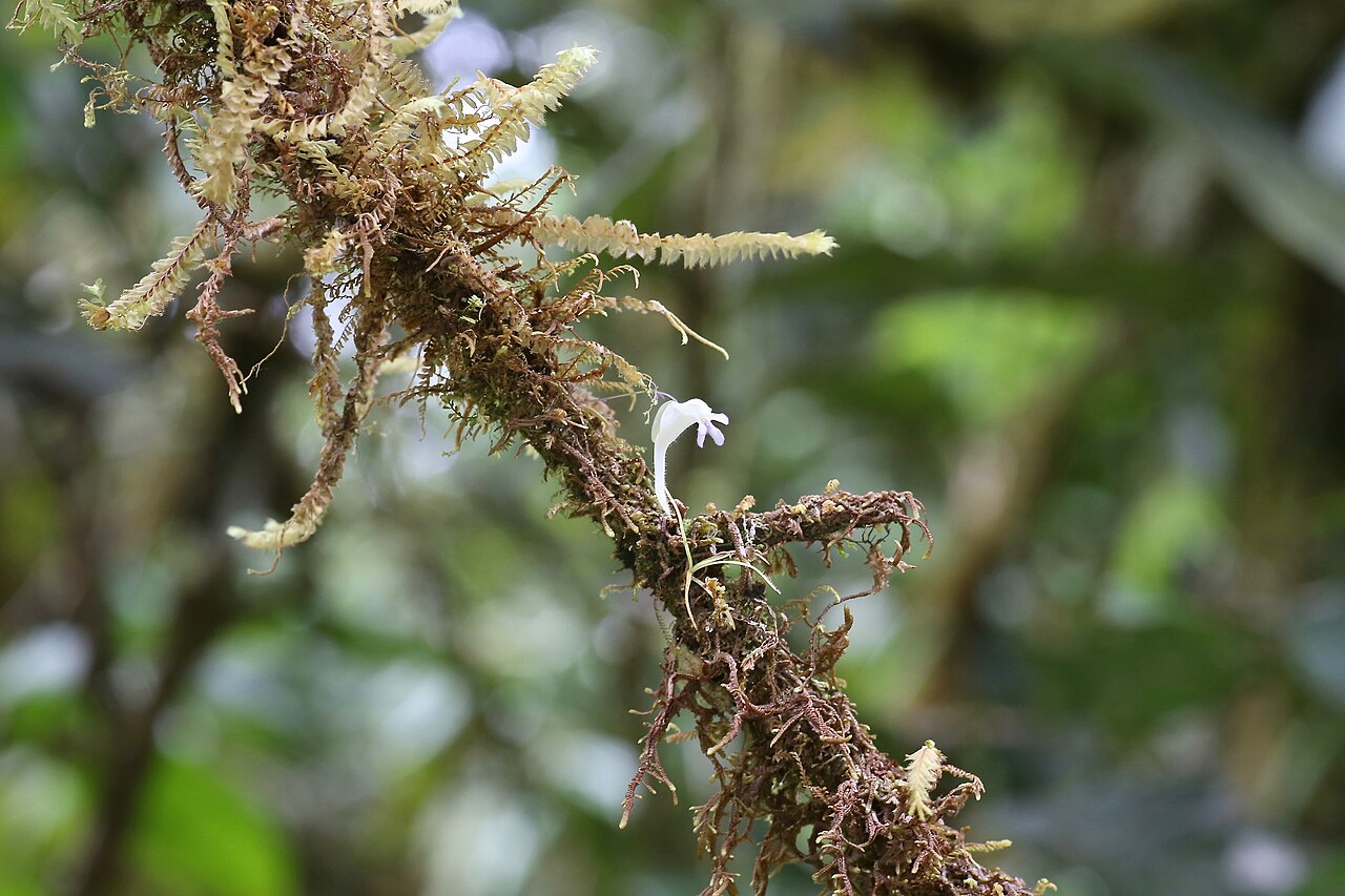 Utricularia jamesoniana: Ecuador, Pastaza, Mera, Río Alpayacu.