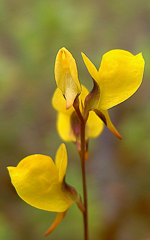 Southern bladderwort: Utricularia juncea Vahl, Lentibulariaceae, Atlantic forest, northeastern Bahia, Brazil Herb 10 cm. Popovkin & Mendes 1260 (HUEFS).