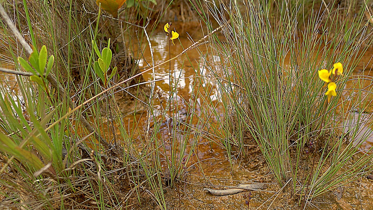 Southern bladderwort: Utricularia juncea Vahl, Lentibulariaceae, Atlantic forest, northeastern Bahia, Brazil Herb 10 cm. Popovkin & Mendes 1260 (HUEFS).