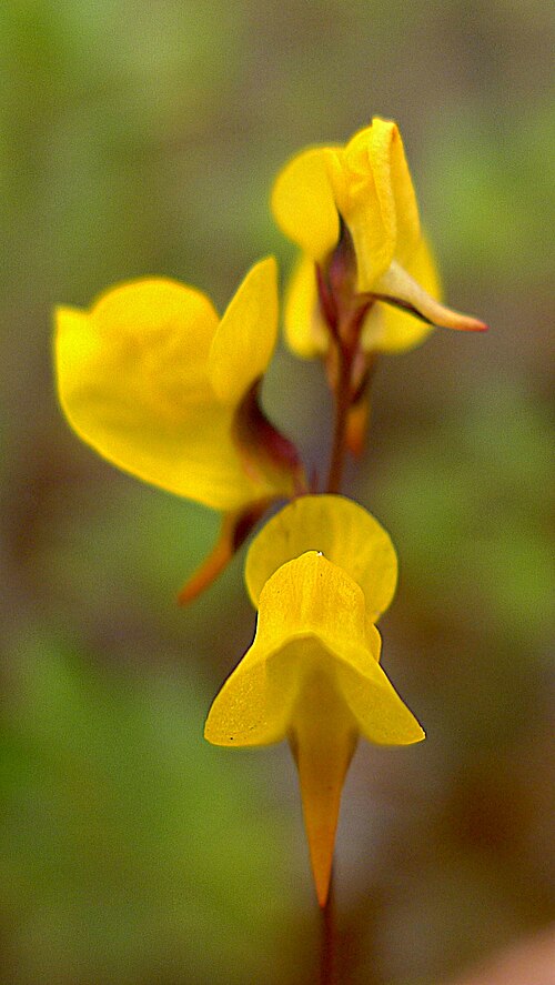 Southern bladderwort: Utricularia juncea Vahl