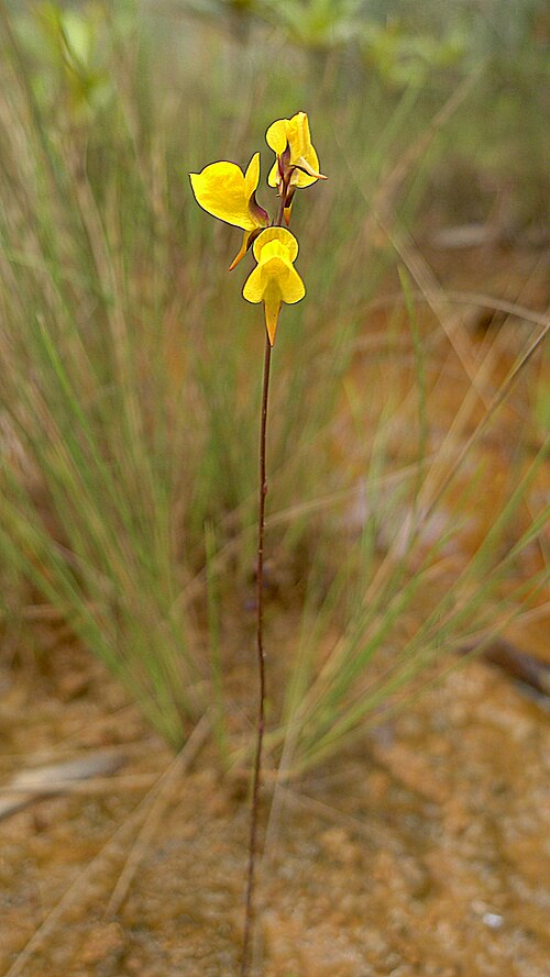 Southern bladderwort: Utricularia juncea Vahl, Lentibulariaceae, Atlantic forest, northeastern Bahia, Brazil Herb 10 cm. Popovkin & Mendes 1260 (HUEFS).