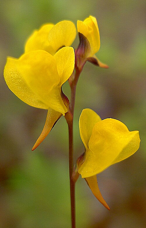 Southern bladderwort: Utricularia juncea Vahl, Lentibulariaceae, Atlantic forest, northeastern Bahia, Brazil Herb 10 cm. Popovkin & Mendes 1260 (HUEFS).