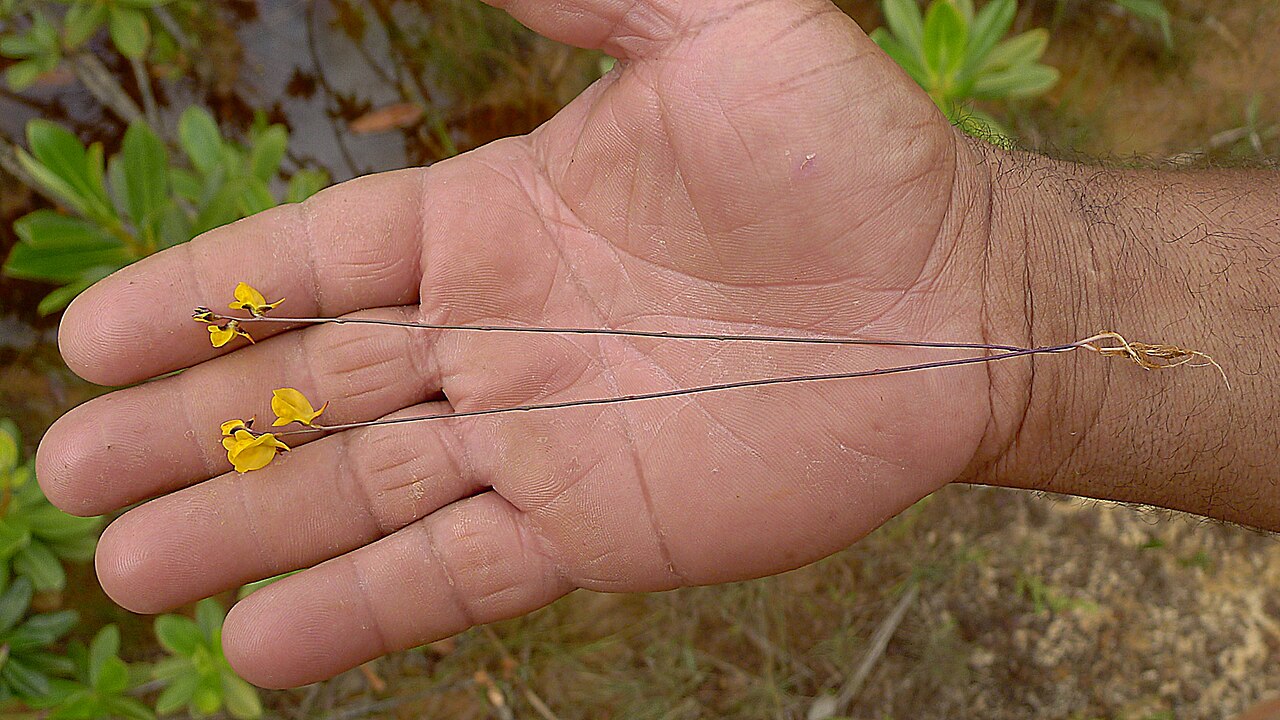 Southern bladderwort: Utricularia juncea Vahl, Lentibulariaceae, Atlantic forest, northeastern Bahia, Brazil Herb 10 cm. Popovkin & Mendes 1260 (HUEFS).