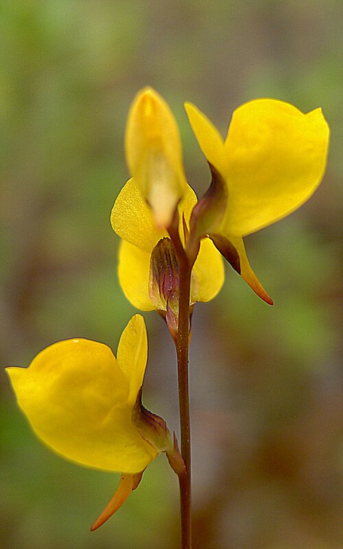 Southern bladderwort: Utricularia juncea Vahl, Lentibulariaceae, Atlantic forest, northeastern Bahia, Brazil Herb 10 cm. Popovkin & Mendes 1260 (HUEFS).