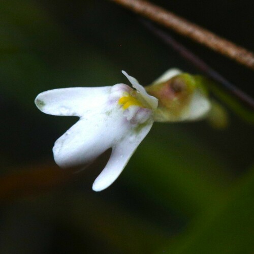Utricularia kamienskii (Utricularia kamienskii)