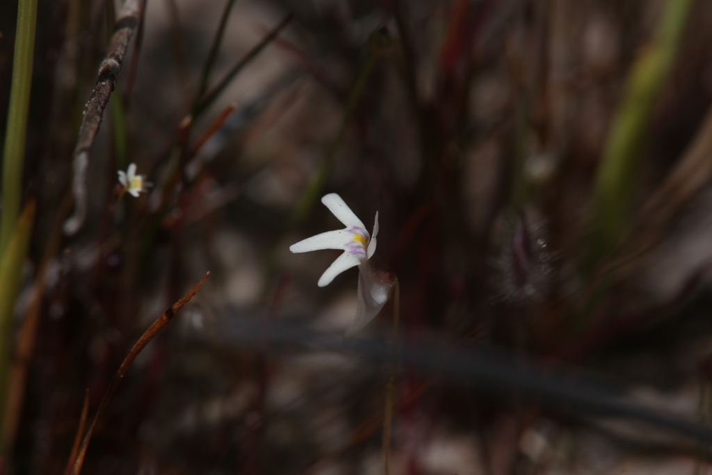 Utricularia kamienskii (Utricularia kamienskii)