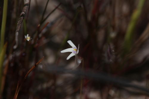 Utricularia kamienskii (Utricularia kamienskii)
