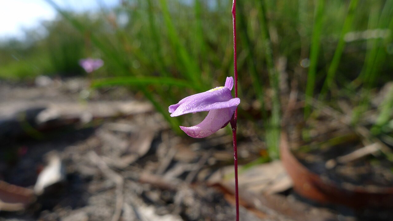 Utricularia lateriflora: Small Bladderwort, Utricularia lateriflora . Limeburners Creek National Park, NSW Australia, December 2013.