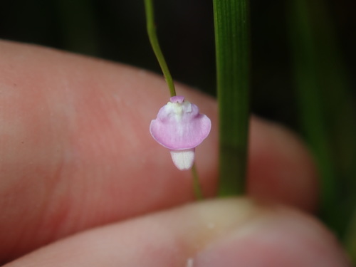 Utricularia lateriflora (Utricularia lateriflora)