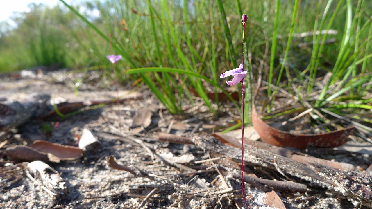 Utricularia lateriflora: Small Bladderwort, Utricularia lateriflora . Limeburners Creek National Park, NSW Australia, December 2013.