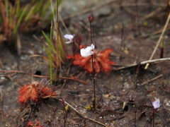Utricularia lateriflora (Utricularia lateriflora)