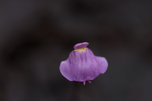 Utricularia lateriflora (Utricularia lateriflora)