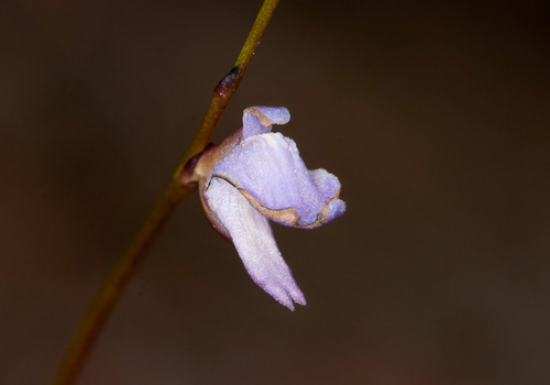 Utricularia lateriflora (Utricularia lateriflora)
